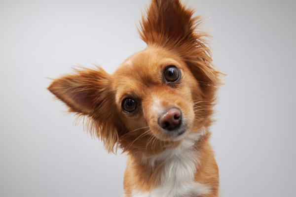 Cães em apartamento