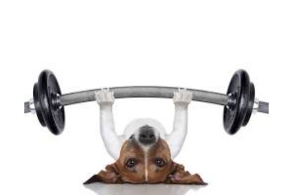 Rotina Ideal para Cães